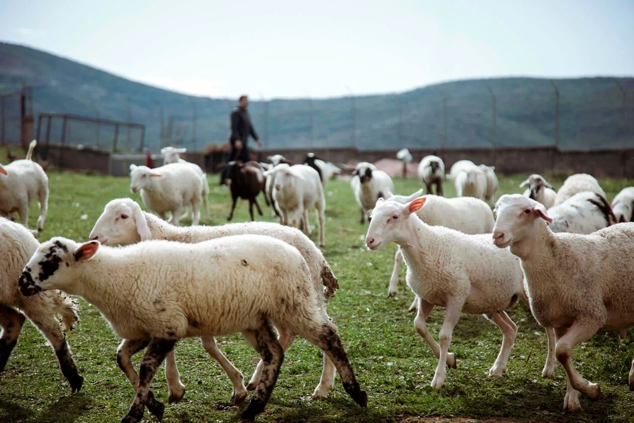 farma-arabanos-111-1260-840-rs on the Εγκαταστάσεις page